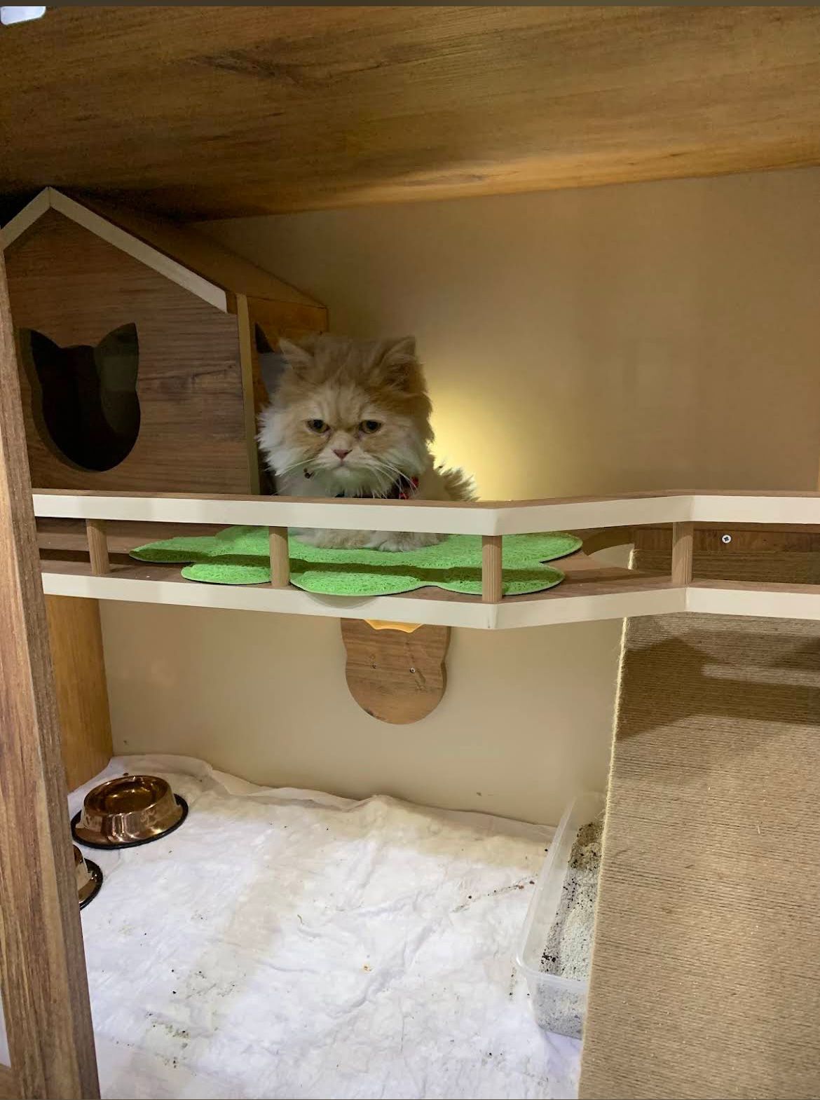 DR. Bakhtyar Pet Clinic